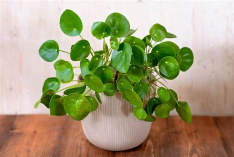 Chinese Money Plant (Pilea peperomioides): All You Need To .